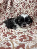 Jozie, a female Shih Tzu for sale in Seymour, MO – Photo 8 of 9