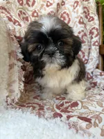 Tiny Tim, a male Shih Tzu for sale in Seymour, MO – 6 of 10