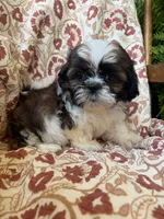 Lucy, a female Shih Tzu for sale in Seymour, MO – 7 of 10