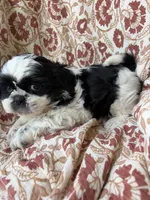 Annie Mae, a female Shih Tzu for sale in Seymour, MO – 6 of 9
