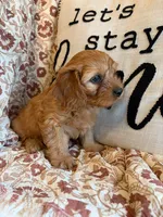 Finn, a male Cavapoo for sale in Seymour, MO – 3 of 7