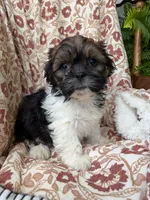 Jasper, a male Shih Tzu for sale in Seymour, MO – 2 of 10