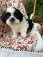 Truman, a male Shih Tzu for sale in Seymour, MO – 2 of 6