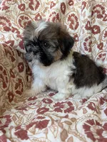 Lola, a female Shih Tzu for sale in Seymour, MO – 3 of 10