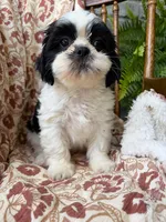Truman, a male Shih Tzu for sale in Seymour, MO – 6 of 6