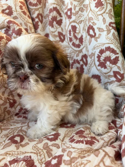 Eleanor – Shih Tzu puppy for sale in Seymour, MO