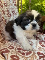 Otto, a male Shih Tzu for sale in Seymour, MO – 8 of 9