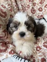 Murphy, a male Shih Tzu for sale in Seymour, MO – 2 of 10