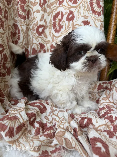 Molly Mae – Shih Tzu puppy for sale in Seymour, MO
