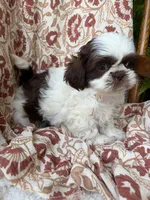 Molly Mae, a female Shih Tzu for sale in Seymour, MO – 1 of 10