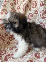 Finn, a male Shih Tzu for sale in Seymour, MO – 2 of 10
