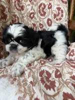 Annie Mae, a female Shih Tzu for sale in Seymour, MO – 2 of 9
