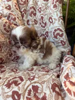 Eleanor, a female Shih Tzu for sale in Seymour, MO – 2 of 9