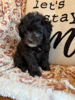 Willow, a female Shih Tzu for sale in Seymour, MO – 2 of 8