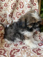 Finn, a male Shih Tzu for sale in Seymour, MO – 6 of 10