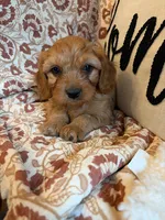 Finn, a male Cavapoo for sale in Seymour, MO – 2 of 7