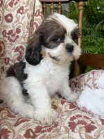 Judah, a male Shih Tzu for sale in Seymour, MO – 5 of 9