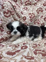 Journey, a female Shih Tzu for sale in Seymour, MO – Photo 2 of 9