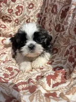 Journey, a female Shih Tzu for sale in Seymour, MO – Photo 8 of 9