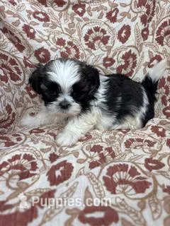 Journey – Shih Tzu puppy for sale in Seymour, MO