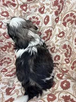 Journey, a female Shih Tzu for sale in Seymour, MO – Photo 9 of 9