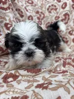 Journey, a female Shih Tzu for sale in Seymour, MO – Photo 5 of 9
