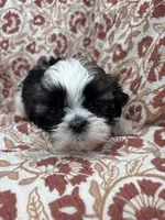 Journey, a female Shih Tzu for sale in Seymour, MO – Photo 6 of 9