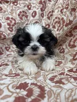 Journey, a female Shih Tzu for sale in Seymour, MO – Photo 3 of 9