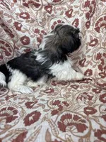 Journey, a female Shih Tzu for sale in Seymour, MO – Photo 4 of 9