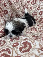 Journey, a female Shih Tzu for sale in Seymour, MO – Photo 7 of 9