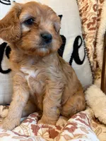 Beau, a male Cavapoo for sale in Seymour, MO – 3 of 7