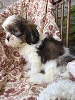 Judah, a male Shih Tzu for sale in Seymour, MO – 6 of 9