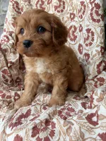 Beau, a male Cavapoo and Poodle - Toy  for sale in Seymour, MO – 4 of 9