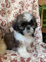 Kate, a female Shih Tzu for sale in Seymour, MO – 7 of 10