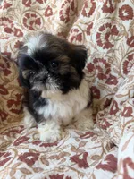 Tiny Tim, a male Shih Tzu for sale in Seymour, MO – 2 of 10