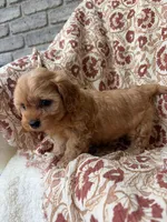 Penny, a female Cavapoo and Poodle - Toy  for sale in Seymour, MO – 2 of 9