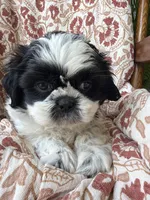 Annie Mae, a female Shih Tzu for sale in Seymour, MO – 9 of 9