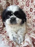 Annie Mae, a female Shih Tzu for sale in Seymour, MO – 5 of 9
