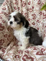 Murphy, a male Shih Tzu for sale in Seymour, MO – 4 of 10