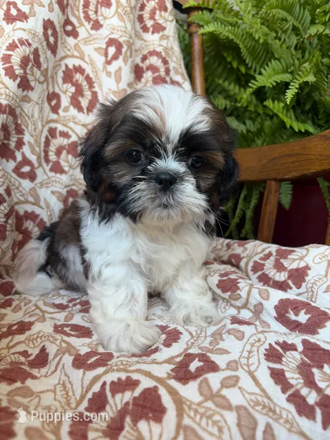 Lucy – Shih Tzu puppy for sale in Seymour, MO