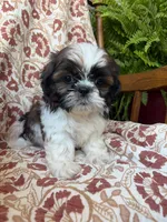Lucy, a female Shih Tzu for sale in Seymour, MO – 1 of 10
