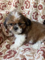 Nora, a female Shih Tzu for sale in Seymour, MO – 10 of 10