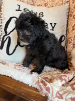 Willow, a female Shih Tzu for sale in Seymour, MO – 8 of 8