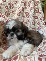 Kate, a female Shih Tzu for sale in Seymour, MO – 4 of 10