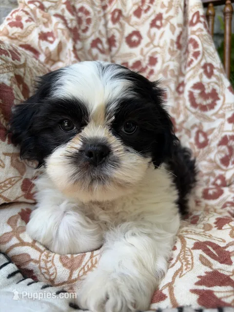 Ace – Shih Tzu puppy for sale in Seymour, MO