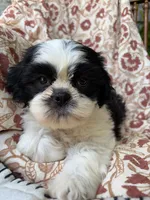 Truman, a male Shih Tzu for sale in Seymour, MO – 4 of 6
