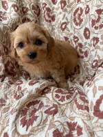 Penny, a female Cavapoo and Poodle - Toy  for sale in Seymour, MO – 7 of 9