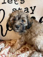Nash, a male Shih Tzu for sale in Seymour, MO – 5 of 10