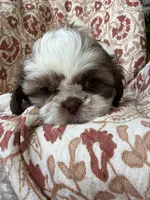 Halle Rae, a female Shih Tzu for sale in Seymour, MO – 5 of 10