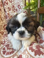 Otto, a male Shih Tzu for sale in Seymour, MO – 6 of 9